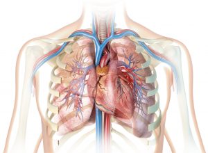 Coeur et poumons humains avec des vaisseaux et une cage thoracique coupée.