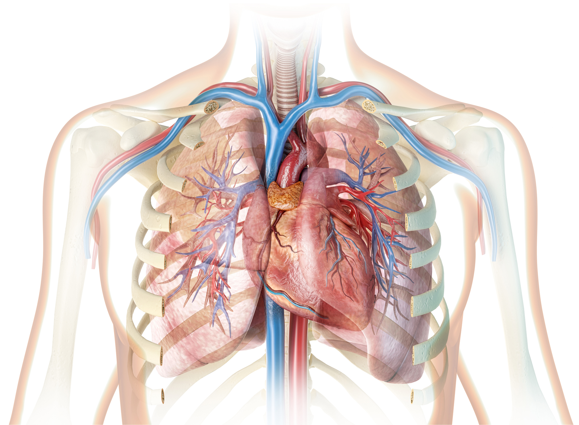 Coeur et poumons humains avec des vaisseaux et une cage thoracique coupée.