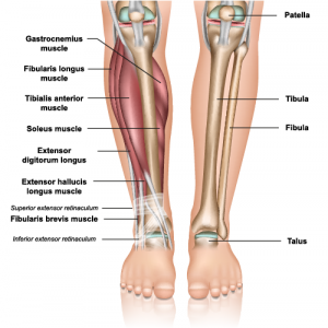 Anatomie de jambe inférieure