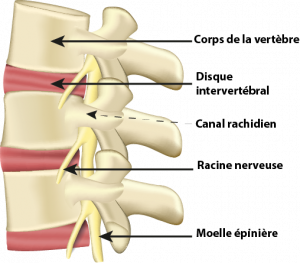 Disque de colonne vertébrale et anatomie du corps vertébral