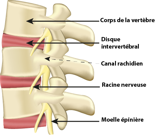 Disque de colonne vertébrale et anatomie du corps vertébral