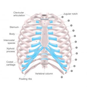 Cage thoracique. Anatomie du corps humain.