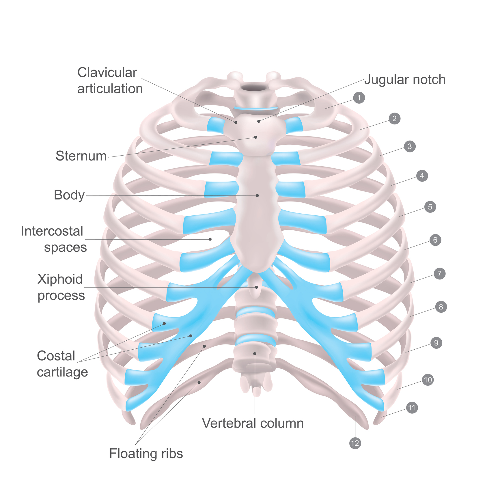 Cage thoracique. Anatomie du corps humain.