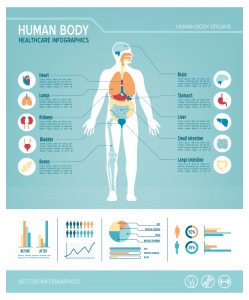 Principaux organes du corps humain