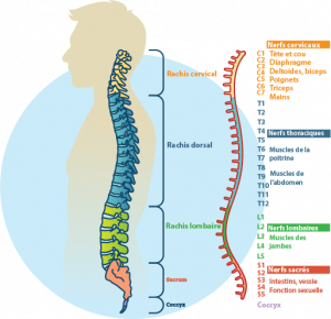 Diagramme schématique du rachis et de la moelle. Vue de profil.