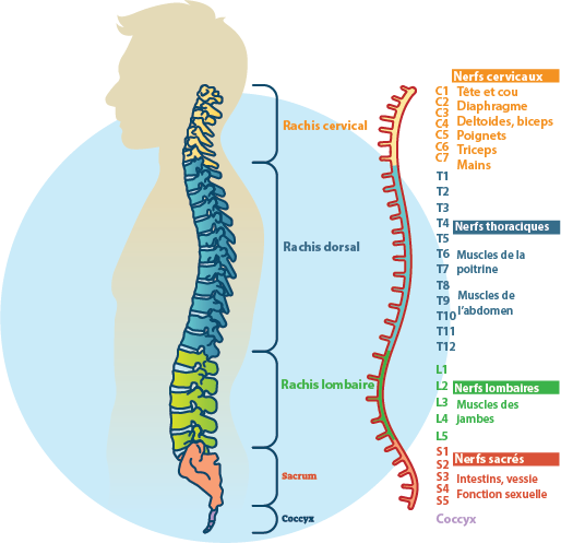 Diagramme schématique du rachis et de la moelle. Vue de profil.