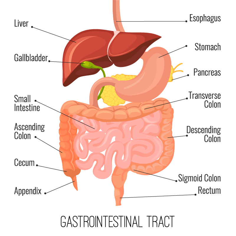 Système gastro-intestinal humain
