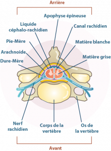 Vue de haut - diagramme schématique d'une vertèbre et de la moelle épinière