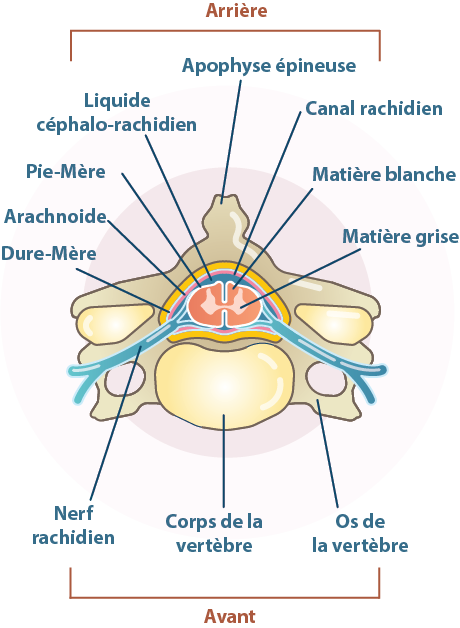 Vue de haut - diagramme schématique d'une vertèbre et de la moelle épinière
